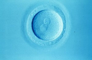 A célula se dividindo, que pode ter sido fecundada pela inseminação e fertilização.