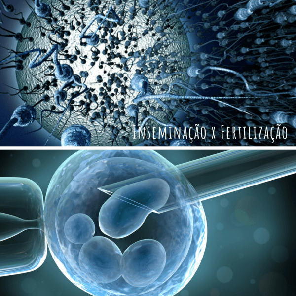 Óvulos sendo fecundados pela Inseminação e fertilização