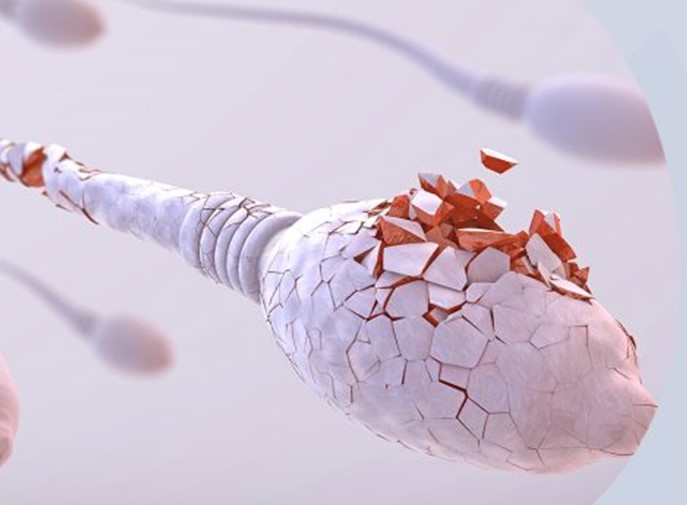 TESTE DE FRAGMENTAÇÃO DO DNA DO ESPERMATOZOIDE