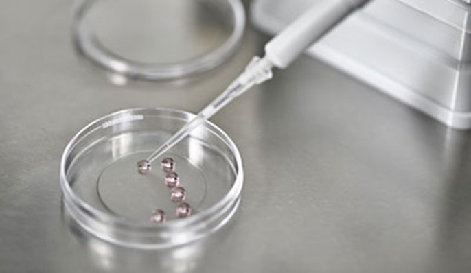 FERTILIZAÇÃO IN VITRO (FIV) CLASSICA/CONVENCIONAL